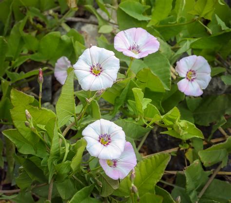 Convolvulus arvensis